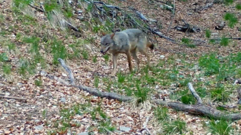 Specialiștii Fundației Conservation Carpathia au anunțat o premieră pe teritoriul României: Primul hibrid lup-câine a fost zărit în Carpații Meridionali