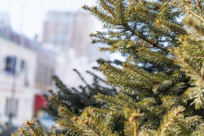 APEL LA RESPONSABILITATE: Brazii uscați sunt un reciclabil valoros. Să îi ajutăm să se întoarcă în natură! APEL LA RESPONSABILITATE! Tradiția păstrării bradului natural până la Sărbătoarea Sfântului Ioan e greu de respectat, mai ales în cazul brazilor împodobiți