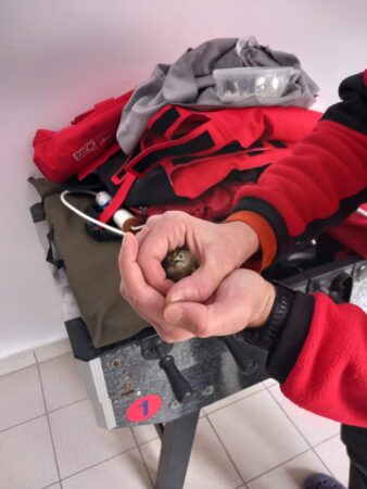 Acțiune de salvare inedită: Salvamontiștii au o pereche de păsări din specia aușel cu capul galben Acțiune de salvare inedită! Salvatorii montani gorjeni din cadrul Serviciului Salvamont al Consiliului Județean Gorj