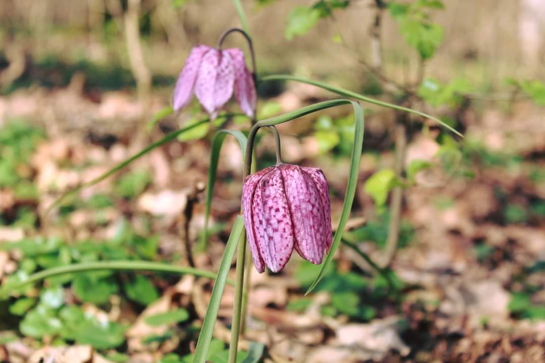 A înflorit laleaua pestriță în pădurile administrate de Romsilva - Ocolul Silvic Lunca Timișului.