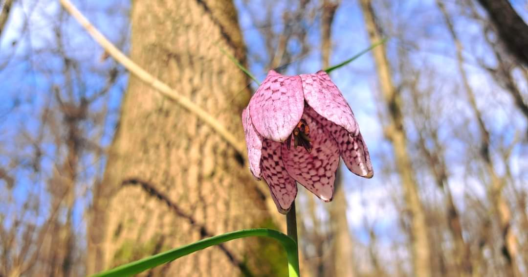  A înflorit laleaua pestriță în pădurile administrate de Romsilva - Ocolul Silvic Lunca Timișului.