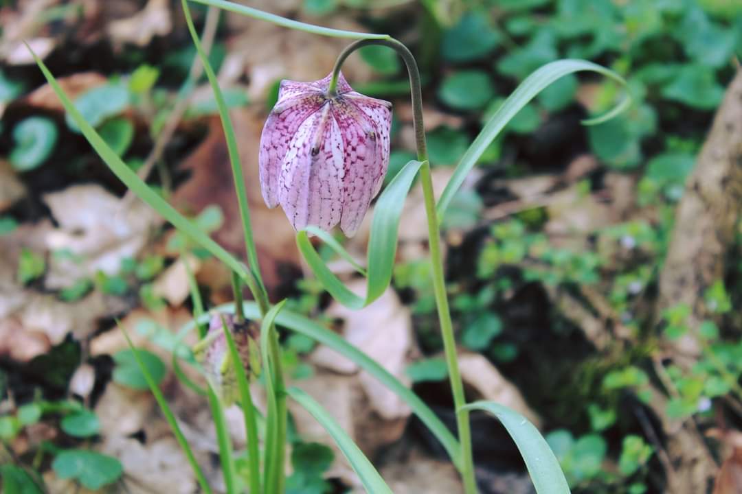 A înflorit laleaua pestriță în pădurile administrate de Romsilva - Ocolul Silvic Lunca Timișului.