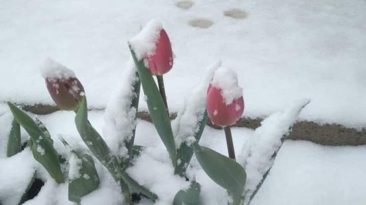 Iarna s-a întors în unele zone ale țării, chiar dacă ieri erau 27 de grade Celsius. 