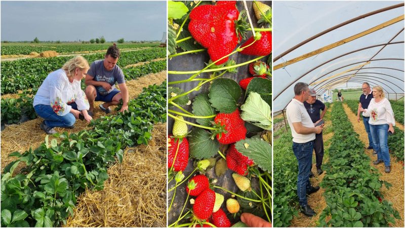 La Tărtășești, solarii de căpșuni cât vezi cu ochii, Marius și Ionuț sunt producători locali dâmbovițeni La Tărtășești, solarii de căpșuni cât vezi cu ochii, Marius și Ionuț sunt producători locali dâmbovițeni