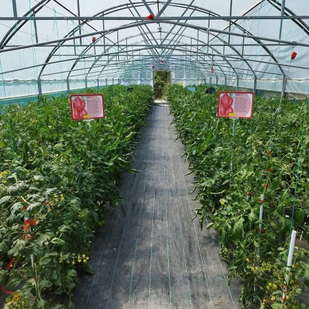 Sprijin pentru fermieri: Compensarea pierderilor la tomate și usturoi în sere Sprijin suplimentar pentru fermieri: Ajutor de stat pentru compensarea parţială a pierderilor la cultura de tomate în spaţii protejate şi cultura de usturoi.