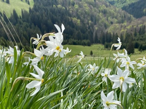 Imaginile dimineții: Narcisele din Poiana de pe Valea Vinului din Parcul Național Munții Rodnei Imaginile dimineții: Narcisele din Poiana de pe Valea Vinului din Parcul Național Munții Rodnei au înlforit și pot fi admirate și în zilele următoare.