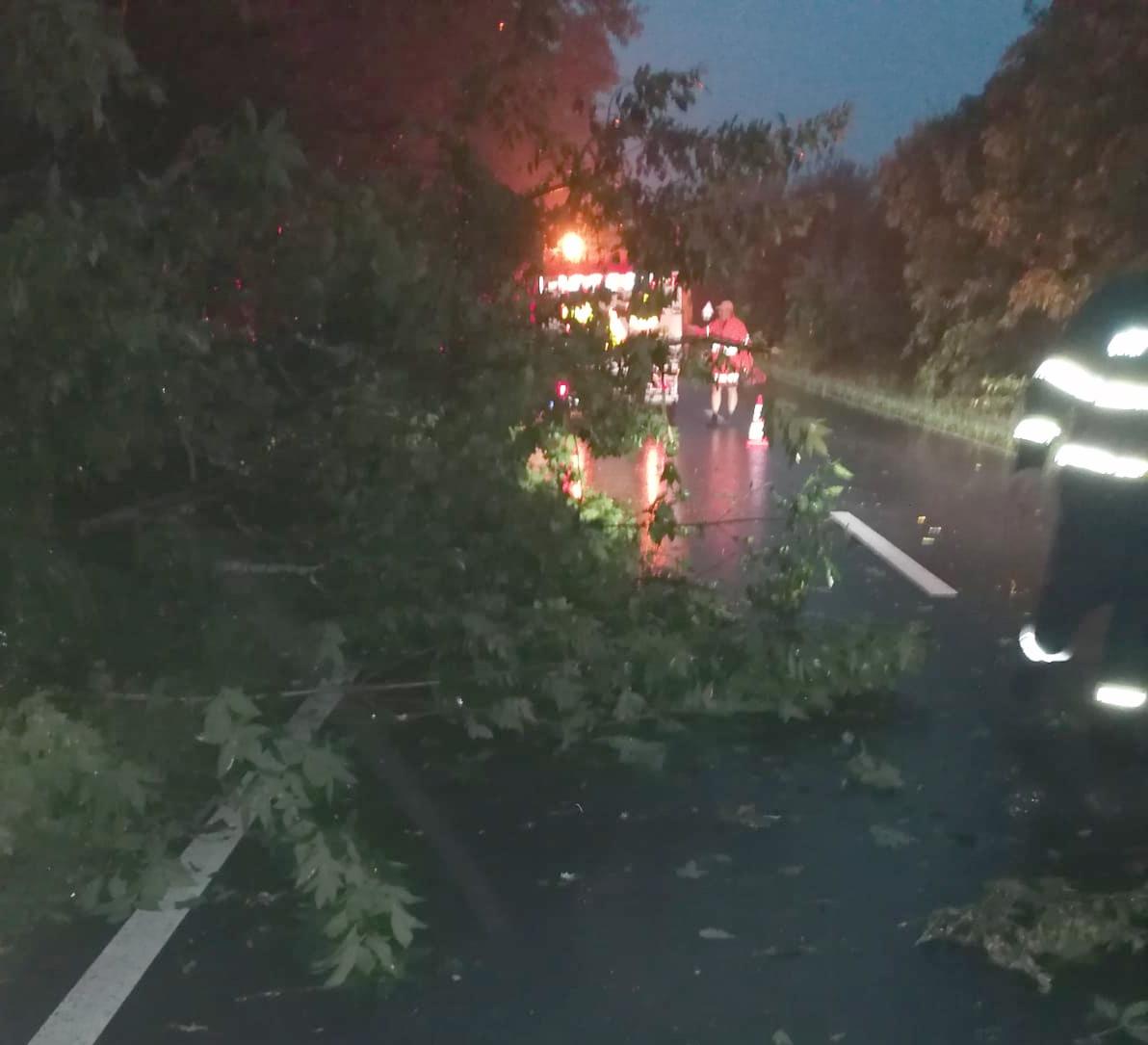 Copaci doborâți de vânt la Băleni și Corbii Mari și o gospodărie inundată la Lungulețu 