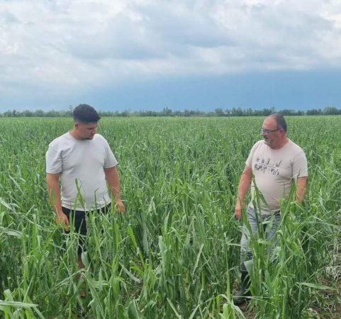Culturile fermierilor din bazinul legumicol Lungulețu-Slobozia Moară, distruse de grindină Culturile fermierilor din bazinul legumicol Lungulețu-Slobozia Moară, distruse de grindină.