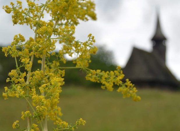 Drăgaica sau Sânzienele Drăgaica sau Sânzienele, 24 iunie, în Ardeal, sărbătoarea este denumită Sânziene, în timp ce în Muntenia și Oltenia
