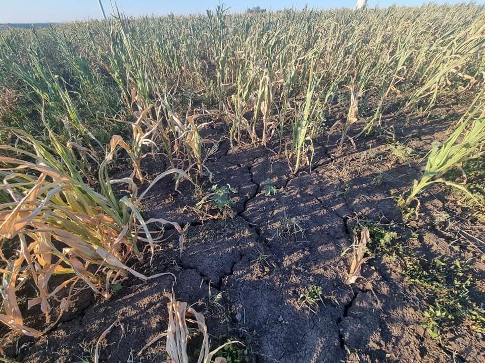Guvernul României a anunțat că toți fermierii afectați de seceta severă vor primi despăgubiri pentru a-și acoperi pierderile suferite.