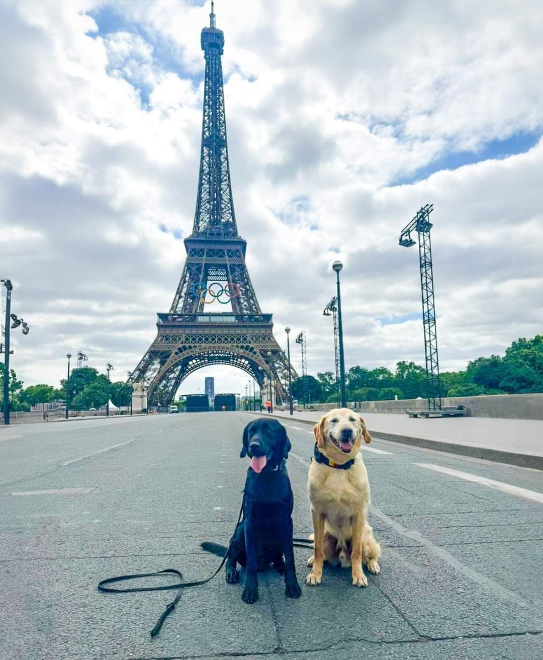 Houston este unul dintre câinii de serviciu ai Jandarmeriei Române, care a fost membru în echipa de luptători ai Brigăzii Speciale