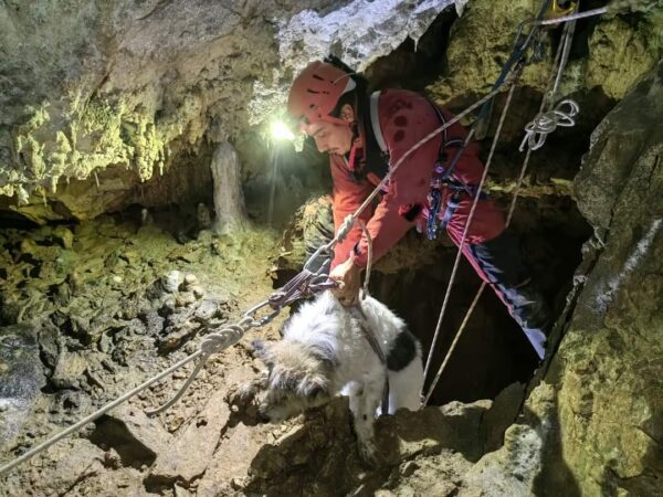 Învățătură: Rămâneți pe poteca marcată să nu pățiți că Bobiță, zilele trecute  a fost dată alarma conform căreia căţelul Bobiţă