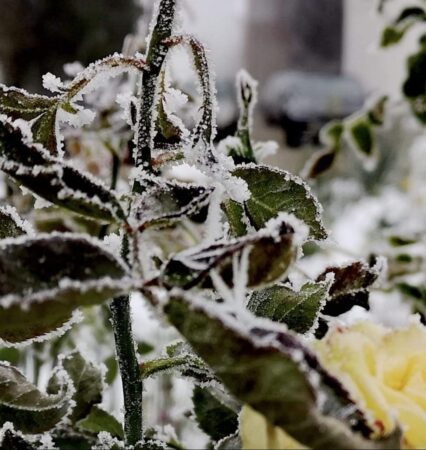 Temperaturi negative și o dimineață foarte rece în toată țara, urmează trei zile cu aer polar Temperaturi negative, în această dimineață, țara noastră s-a trezit sub influența unei mase de aer rece, aducând temperaturi negative în mai multe regiuni.