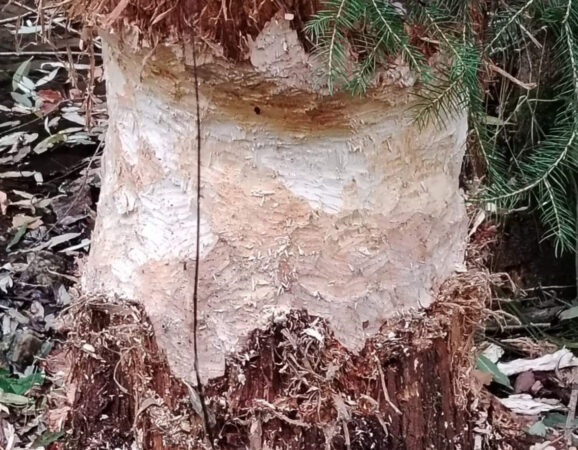 Castorul revine în forță în județul Hunedoara: Expansiune semnificativă în Munții Orăștiei Castorul european, considerat dispărut din fauna României timp de aproape două secole, își extinde acum teritoriul în județul Hunedoara