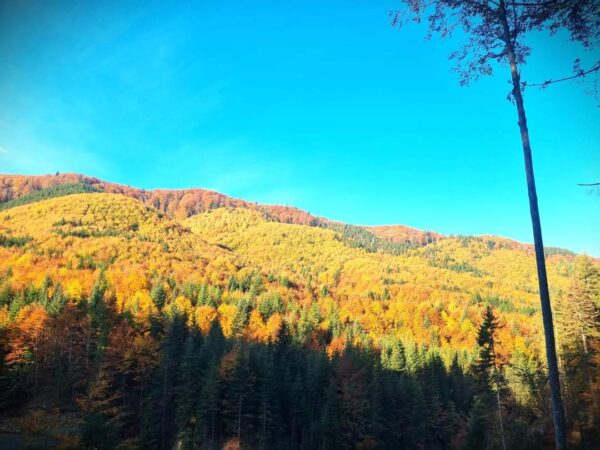 Imaginile zilei: Toamna în pădurile României, un spectacol de culori Imaginile zilei: Toamna se numără printre cele mai spectaculoase anotimpuri în pădurile din România, iar Ocolul Silvic Marginea