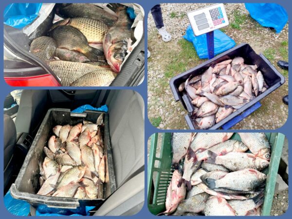 Aproximativ 120 kg de pește au fost confiscate de jandarmii dâmbovițeni în târgul săptămânal de la Băleni Aproximativ 120 kg de pește au fost confiscate de jandarmii dâmbovițeni, o persoană oferea spre vânzare pește din autoturismul proprietate personală în târgul săptămânal din localitatea Băleni.