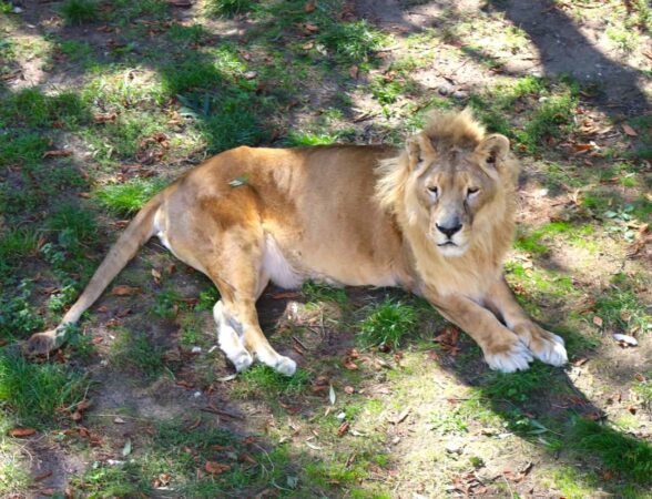 Entuziasm și descoperiri la Zoo Târgoviște: Peste 1.600 de vizitatori, vineri, 25 octombrie Entuziasm și descoperiri la Zoo Târgoviște, vineri, 25 octombrie, Grădina Zoo Târgoviște a fost locul ideal pentru un nou eveniment din cadrul