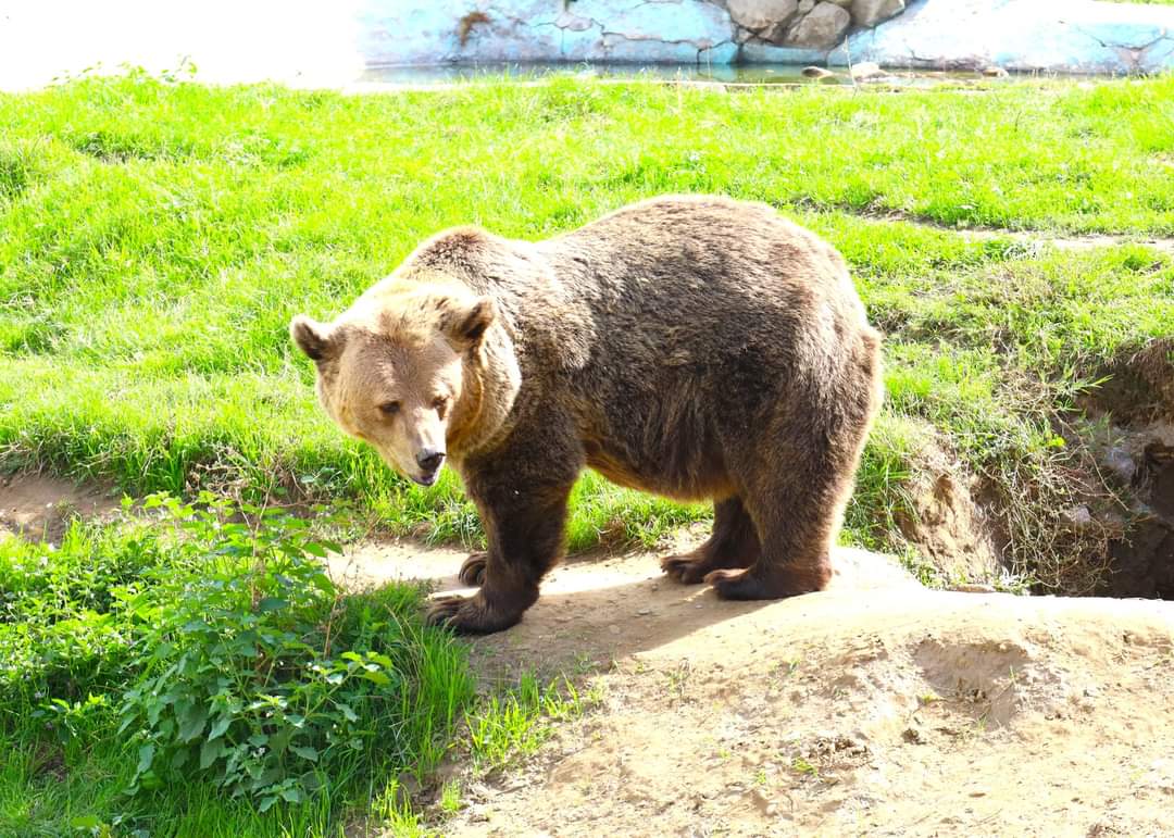 Entuziasm și descoperiri la Zoo Târgoviște, vineri, 25 octombrie, Grădina Zoo Târgoviște a fost locul ideal pentru un nou eveniment din cadrul