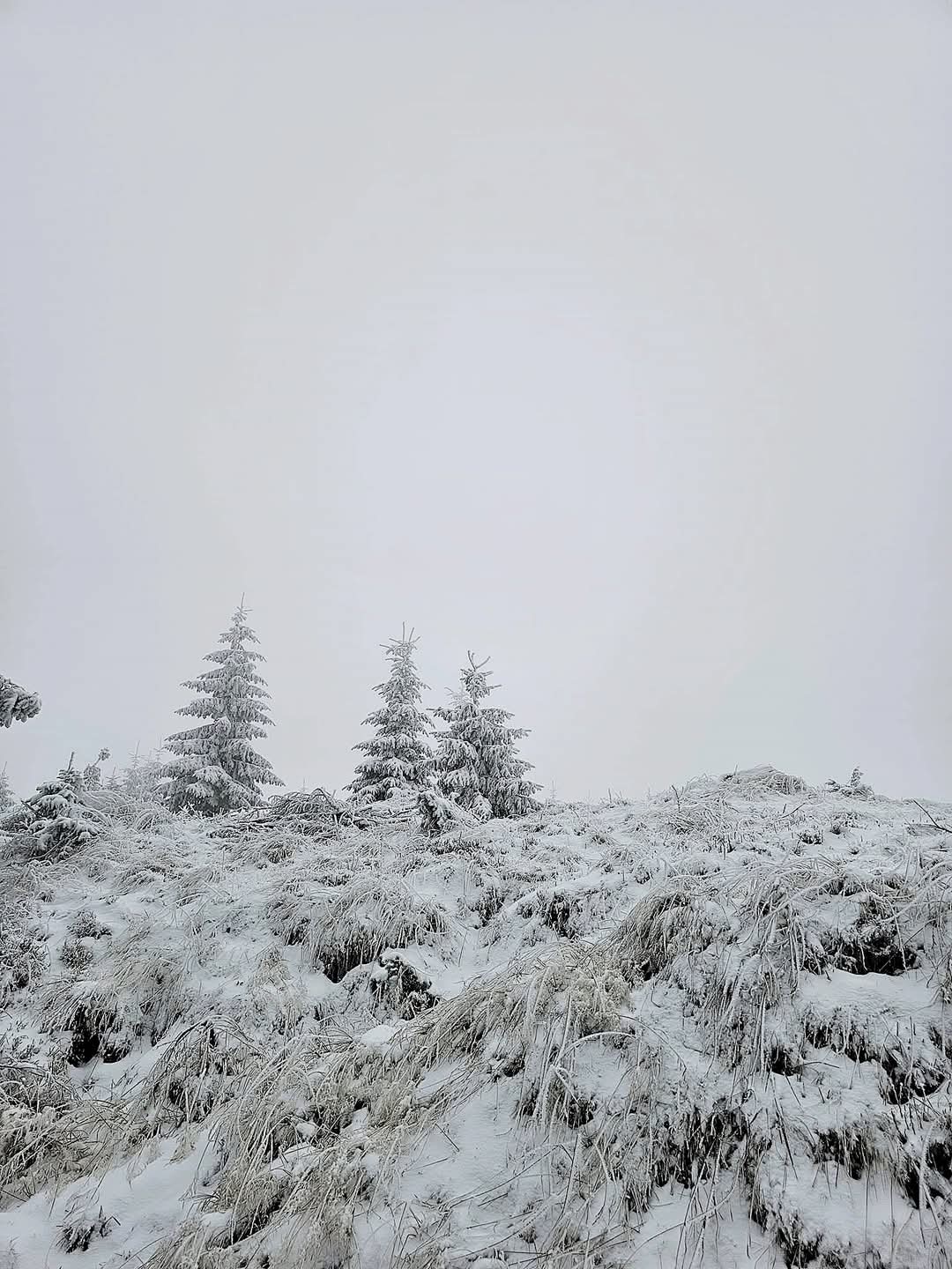 Imaginile zilei vin din Parcul Natural Muntii Maramureșului - o splendoare de neuitat,în nordul României, un loc de poveste prinde viață iarna