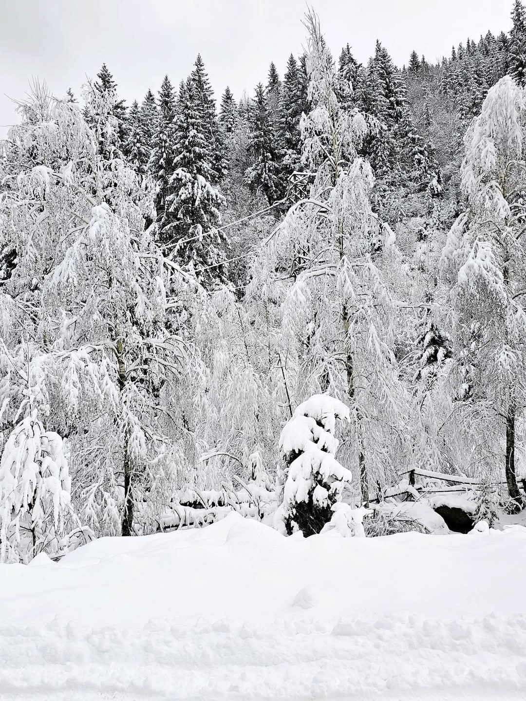 Imaginile zilei vin din Parcul Natural Muntii Maramureșului - o splendoare de neuitat,în nordul României, un loc de poveste prinde viață iarna