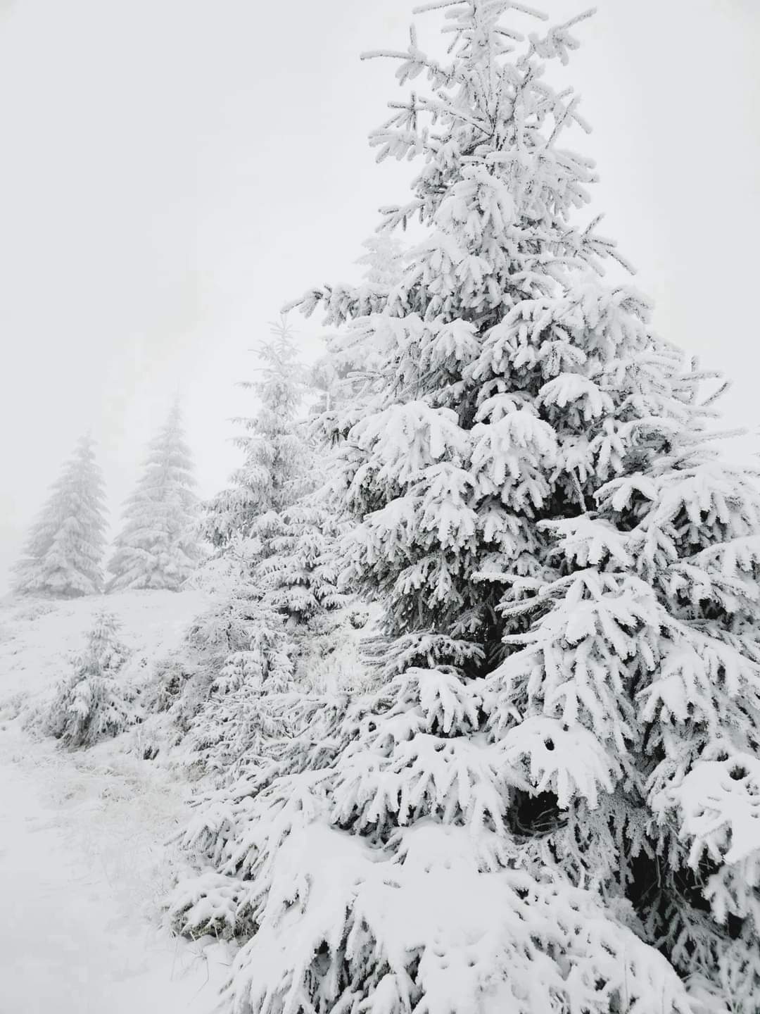 Imaginile zilei vin din Parcul Natural Muntii Maramureșului - o splendoare de neuitat,în nordul României, un loc de poveste prinde viață iarna