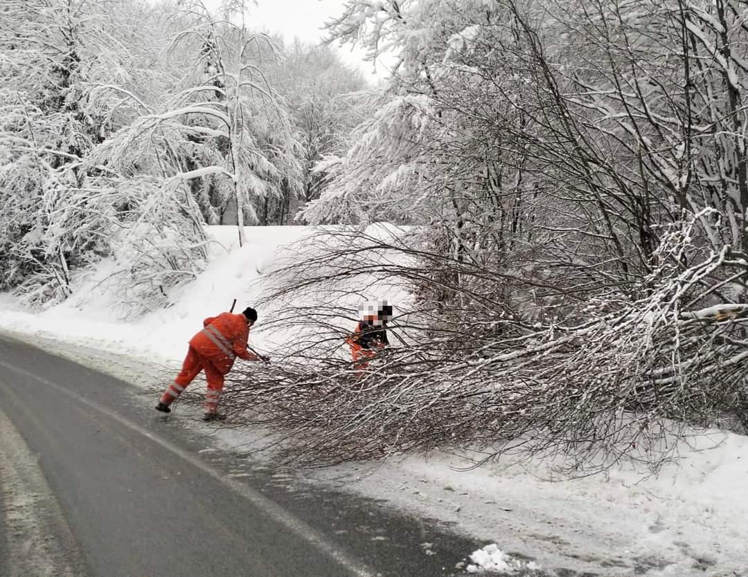 Îndepărtarea arborilor cu risc de prăbușire pe DN 17C din județul Maramureș, din cauza zăpezii, prezintă risc de prăbușire și pot afecta siguranța circulației. 
