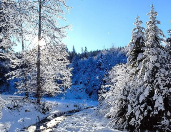 Iarnă de noiembrie în mijlocul naturii Iarna de noiembrie a adus un peisaj hibernal, unde prima zăpadă s-a așternut peste păduri și munți, oferind un spectacol al tranziției dintre anotimpuri.