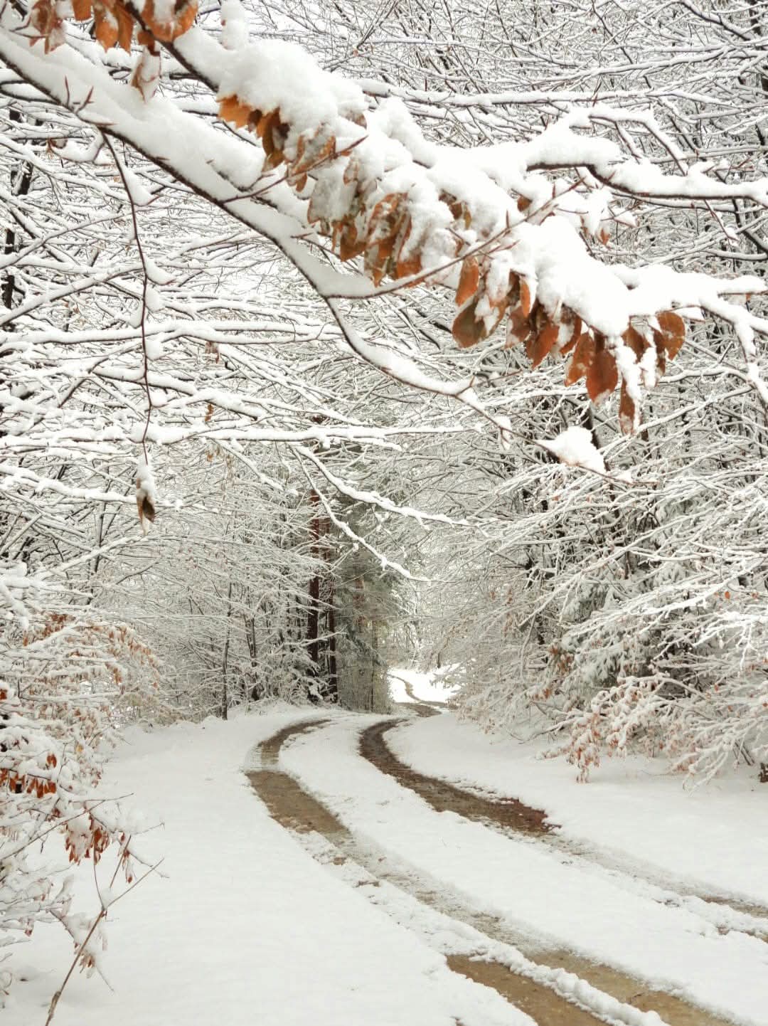 Iarna în Bisoca, Mănăstirea Poiana Mărului și Munții Furu aduce cu sine o atmosferă de poveste, un prilej rar de a redescoperi magia naturii.