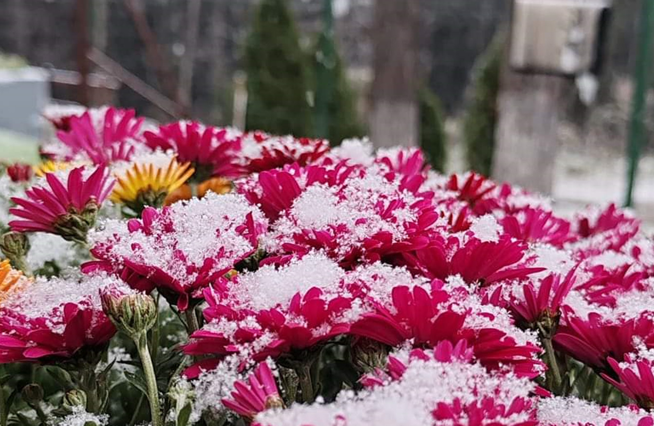 Vreme de iarnă în Pârâul Rece, Brașov: -3°C și ninsoare, localitatea se află sub o perdea de zăpadă, cu temperaturi care au scăzut până la -3°C.