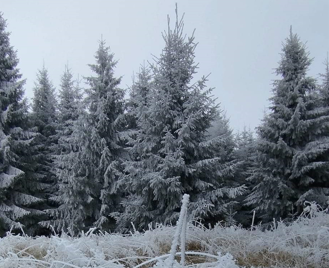 Ținutul înghețat din Bucovina: Peisaje spectaculoase pe 10 noiembrie 2024, temperaturile scăzute și atmosfera rece au creat un cadru de basm, oferind un spectacol natural unic.
