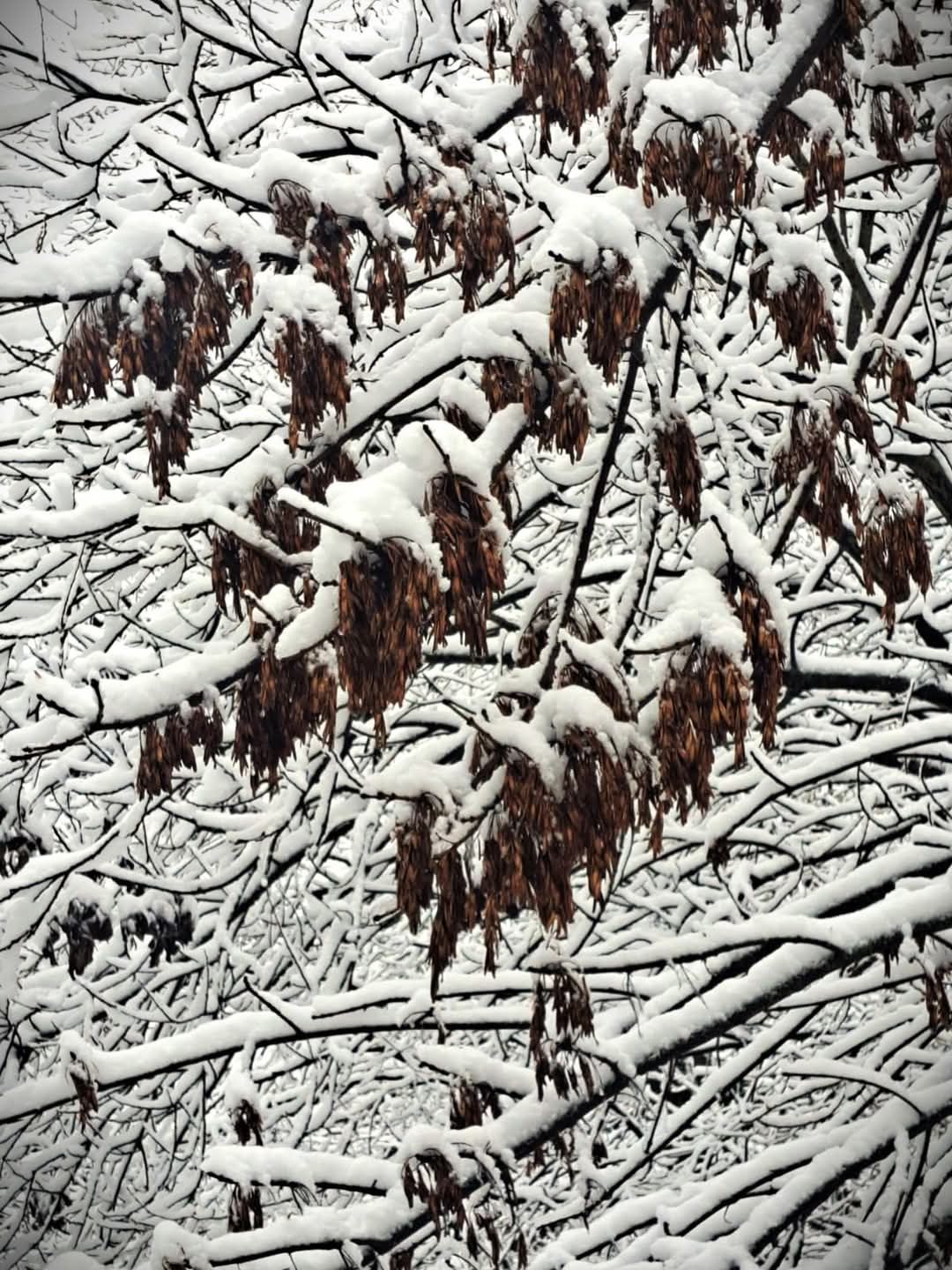 Iarna și-a făcut simțită prezența în pădurile administrate de Ocolul Silvic Adâncata, parte a Direcției Silvice Suceava