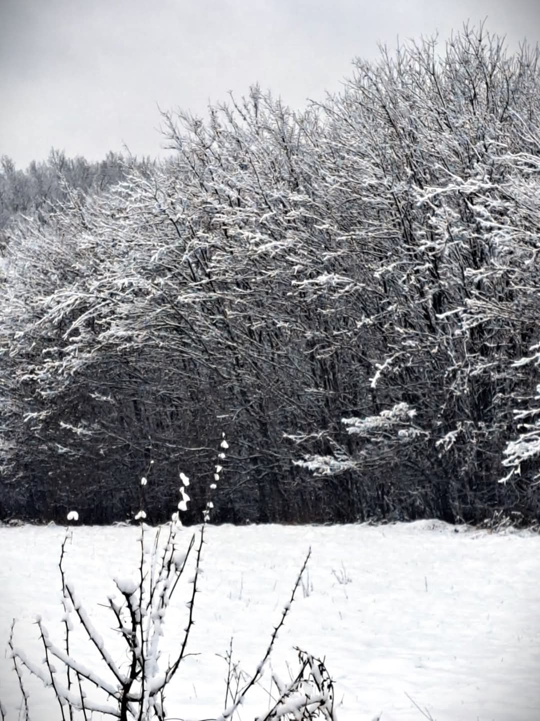 Iarna și-a făcut simțită prezența în pădurile administrate de Ocolul Silvic Adâncata, parte a Direcției Silvice Suceava