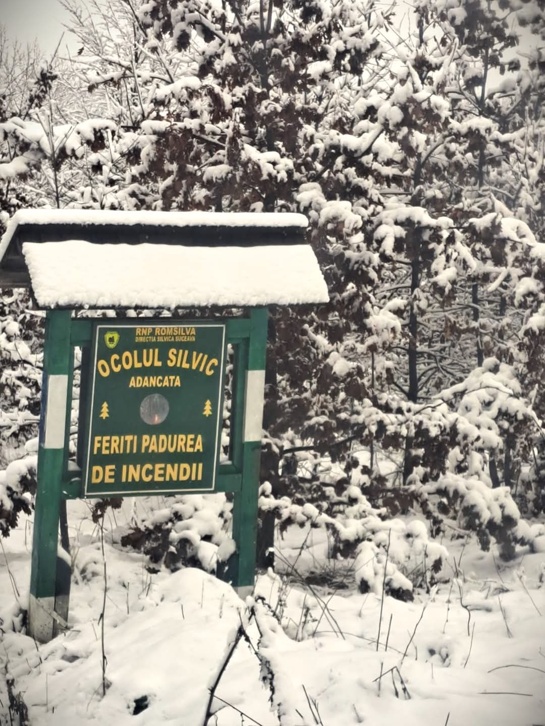 Iarna și-a făcut simțită prezența în pădurile administrate de Ocolul Silvic Adâncata, parte a Direcției Silvice Suceava
