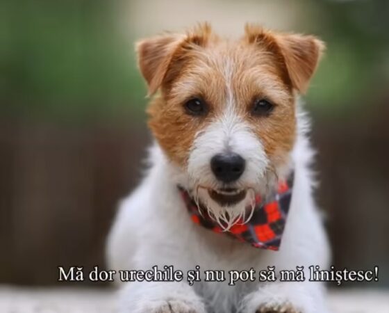 Protejează animalele de zgomotul petardelor: Un apel la responsabilitate!