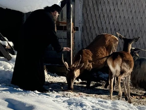 Cerbul care vine permanent la Mănăstirea Piatra Tăieturii: O poveste despre lumină și credință Cerbul care vine permanent la Mănăstirea Piatra Tăieturii: O poveste despre lumină și credință