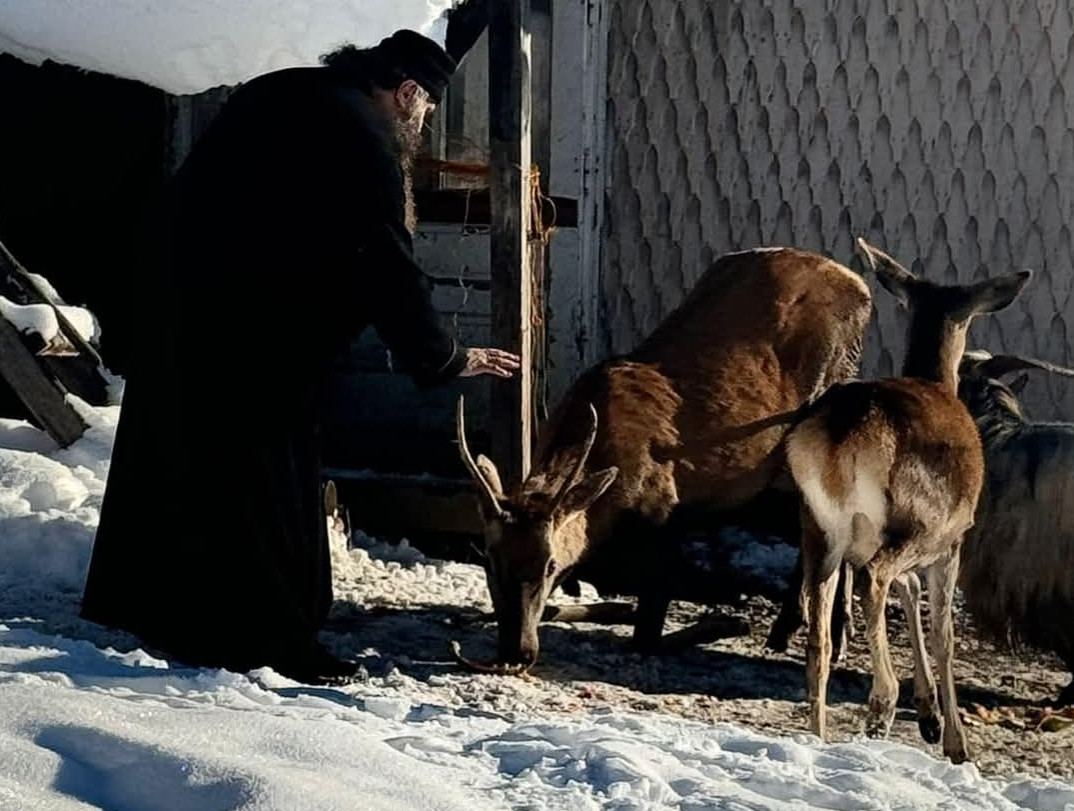 Cerbul care vine permanent la Mănăstirea Piatra Tăieturii: O poveste despre lumină și credință