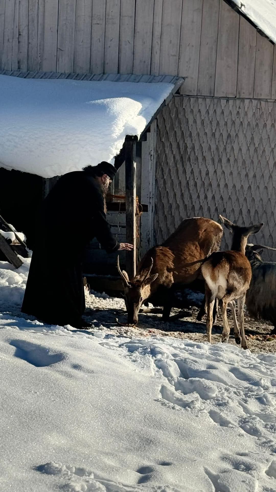 Cerbul care vine permanent la Mănăstirea Piatra Tăieturii: O poveste despre lumină și credință