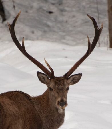 O minunată poveste de iarnă în Bucovina: Natură, magie și legături tăcute între oameni și animale O minunată poveste de iarnă în Bucovina, un ținut de poveste al României, se află în centrul unei povești fascinante care pare să aducă magia iernii la viață.