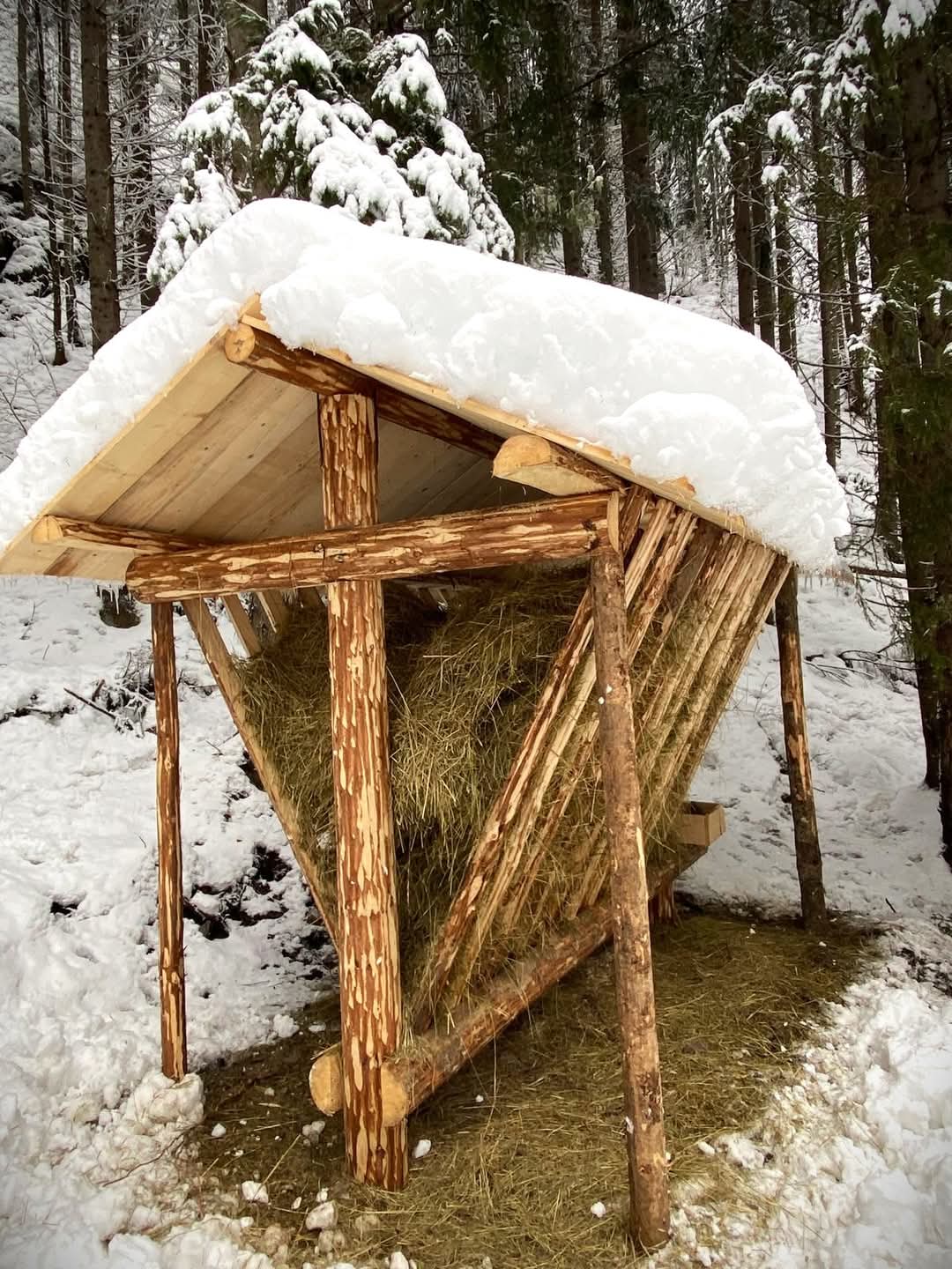 Romsilva asigură hrana și sarea necesare faunei sălbatice pe timp de iarnă, în această iarnă, silvicultorii din cadrul Regiei Naționale a Pădurilor