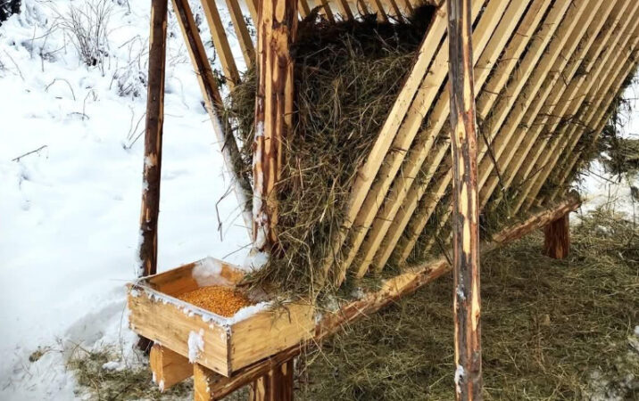 Romsilva asigură hrana și sarea necesare faunei sălbatice pe timp de iarnă Romsilva asigură hrana și sarea necesare faunei sălbatice pe timp de iarnă, în această iarnă, silvicultorii din cadrul Regiei Naționale a Pădurilor