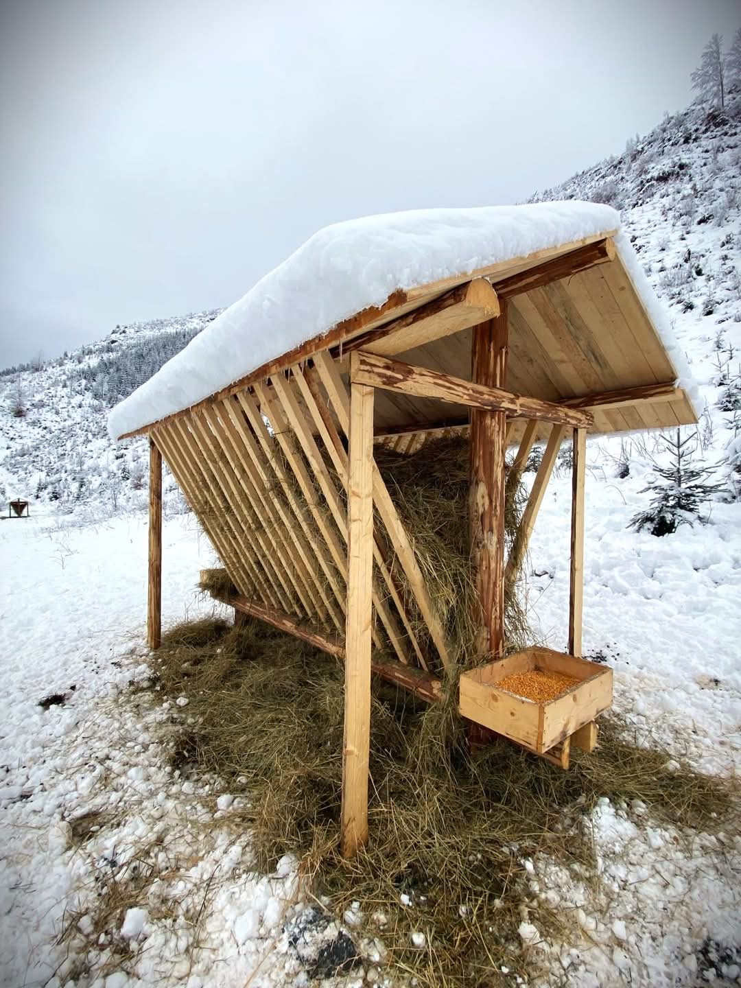 Romsilva asigură hrana și sarea necesare faunei sălbatice pe timp de iarnă, în această iarnă, silvicultorii din cadrul Regiei Naționale a Pădurilor