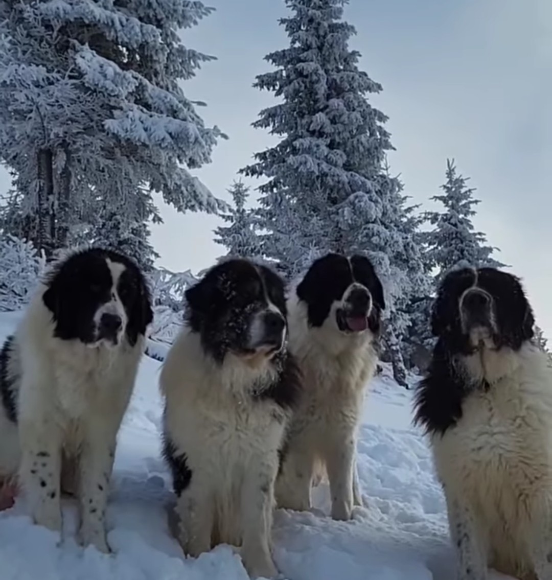 Iarna în Bucovina: Câinii ciobănești și frumuseți de neuitat în inima Carpaților.Bucovina, ținutul unde tradițiile și peisajele de poveste se împletesc
