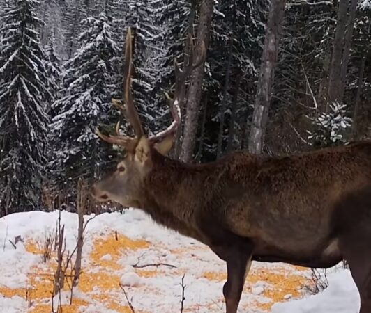 Imagini de poveste: Silvicultorii asigură hrana complementară pentru fauna sălbatică în păduri Imagini de poveste:În inima pădurilor din județul Suceava, silvicultorii sub coordonarea Direcției Silvice Suceava, continuă să protejeze și susțină