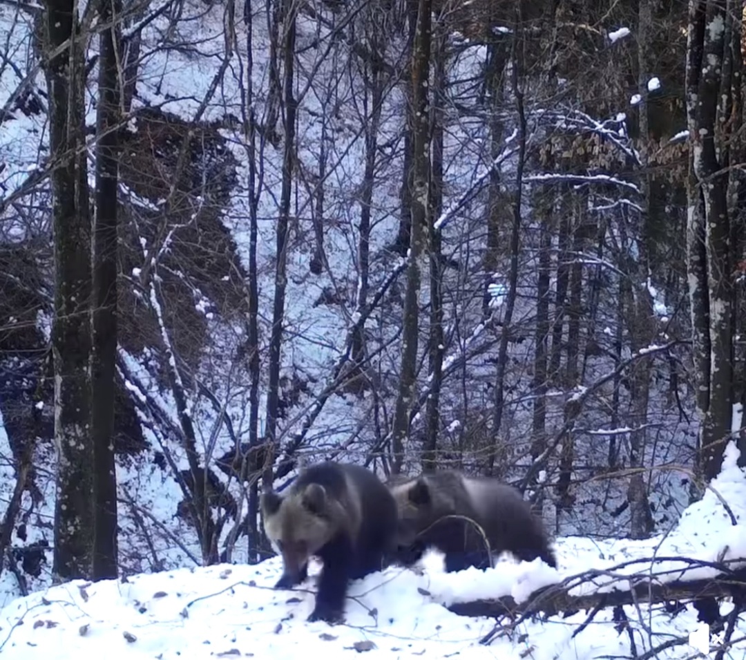 IMAGINILE ZILEI: Într-o pădure din Parcul Natural Munții Maramureșului, o ursoaică extrem de curioasă, împreună cu cei doi pui ai săi