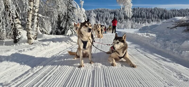 „Laponia” din România: Plimbări de neuitat cu sania trasă de câini Husky la Băile Harghita „Laponia” din România: Plimbări de neuitat cu sania trasă de câini Husky la Băile Harghita.