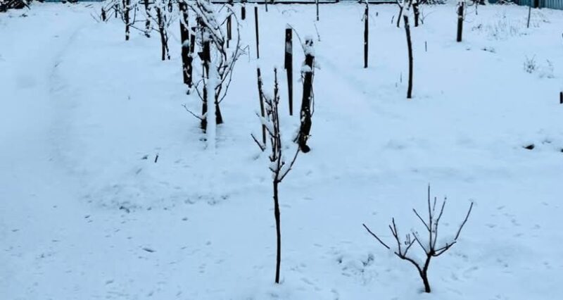 ALERTĂ METEO: Un nou episod de iarnă severă se preconizează în zilele următoare ALERTĂ METEO: Un nou episod de iarnă severă se preconizează în zilele următoare!