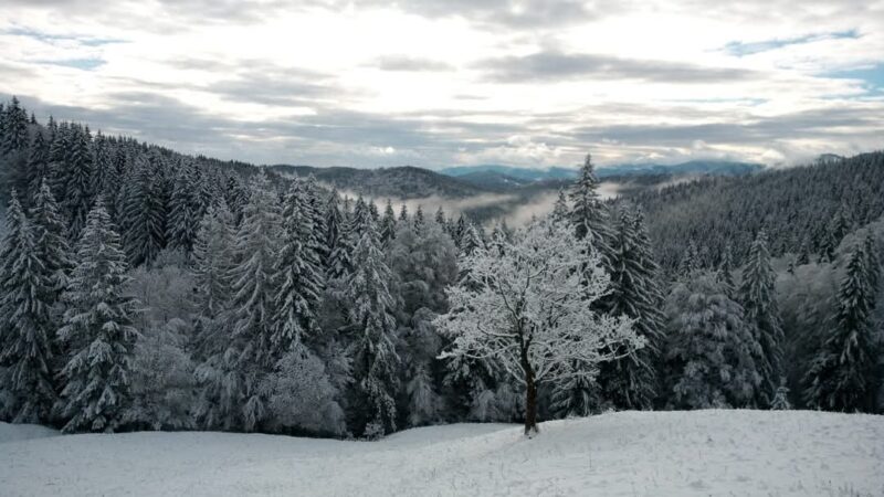 Peisaje de iarnă spectaculoase surprinse în pădurile Moldovița din Suceava: Un tur virtual al naturii iernatice Peisaje de iarnă spectaculoase surprinse în pădurile Moldovița din Suceava.
