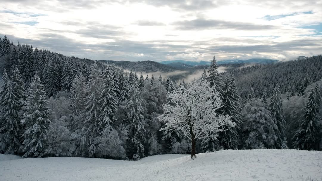 Peisaje de iarnă spectaculoase surprinse în pădurile Moldovița din Suceava.