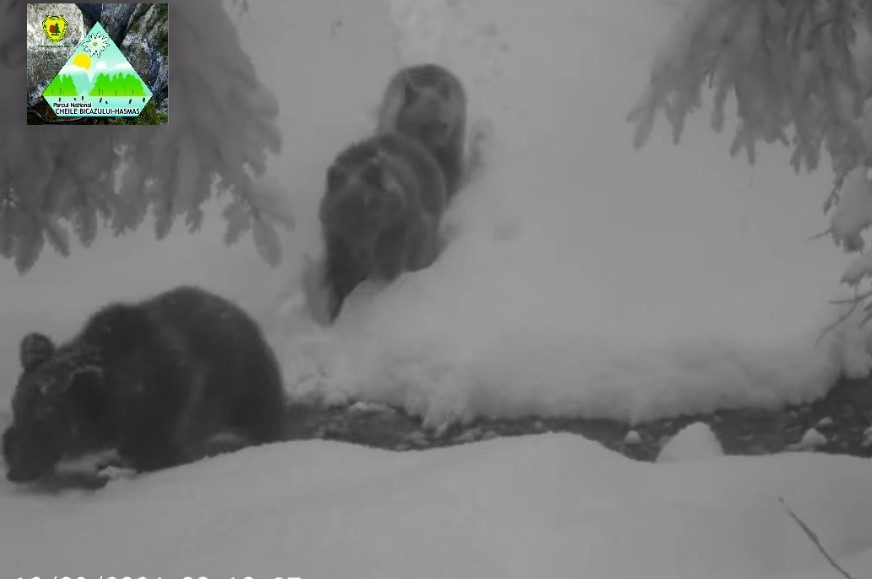 Urșii din Parcul Național Cheile Bicazului- Hășmaș, nu au intrat în hibernare.