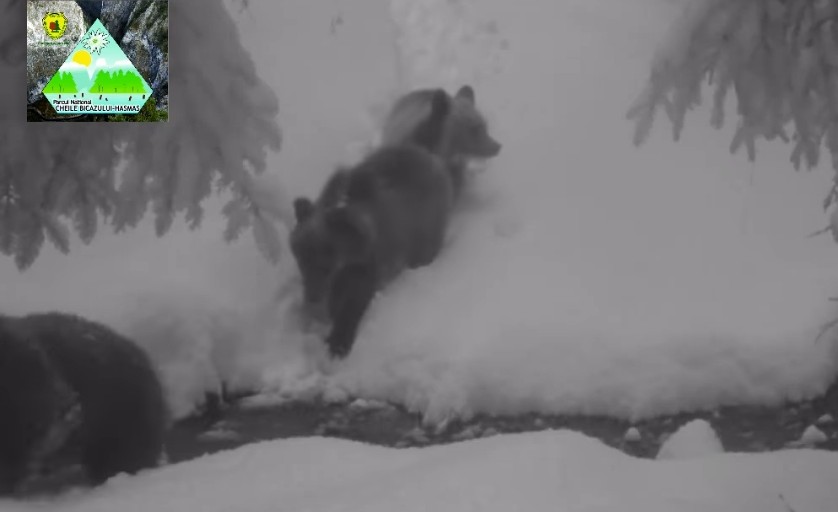 Urșii din Parcul Național Cheile Bicazului- Hășmaș, nu au intrat în hibernare.
